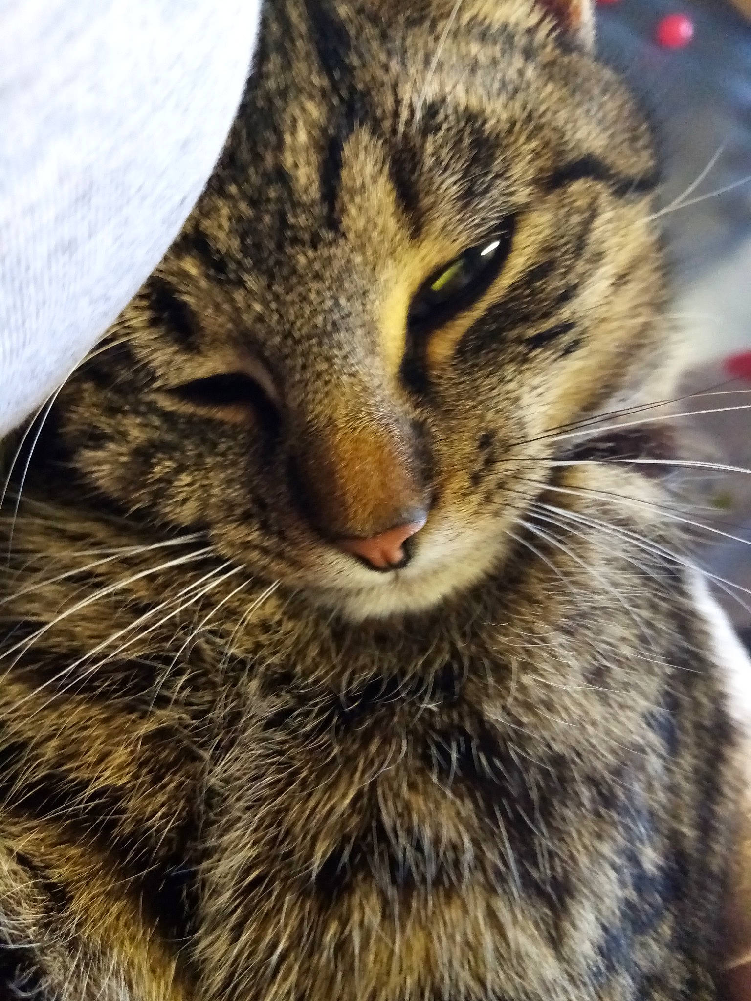 Boule De Poil participe au concours pour gagner de l'argent avec cette photo : american_shorthair, asian, bengal, carnivore, cat, close_up, domestic_short_haired_cat, dragon_li, european_shorthair, felidae, fur, mammal, norwegian_forest_cat, pixie_bob, small_to_medium_sized_cats, snout, tabby_cat, whiskers, wild_cat, wildlife