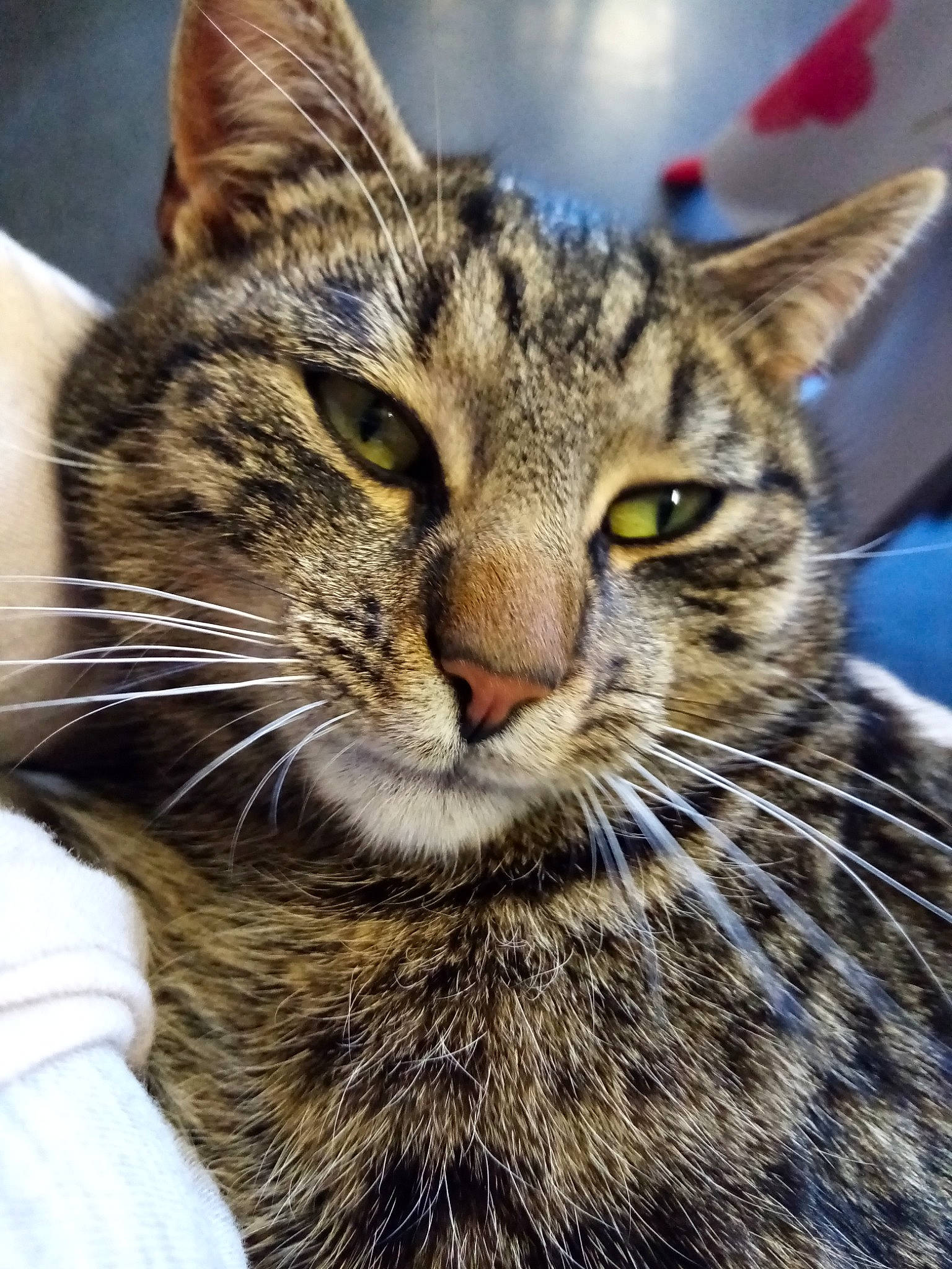 Boule De Poil participe au concours pour gagner de l'argent avec cette photo : aegean_cat, american_shorthair, american_wirehair, asian, california_spangled, carnivore, cat, close_up, domestic_short_haired_cat, dragon_li, european_shorthair, felidae, mammal, pixie_bob, small_to_medium_sized_cats, snout, tabby_cat, vertebrate, whiskers, wild_cat