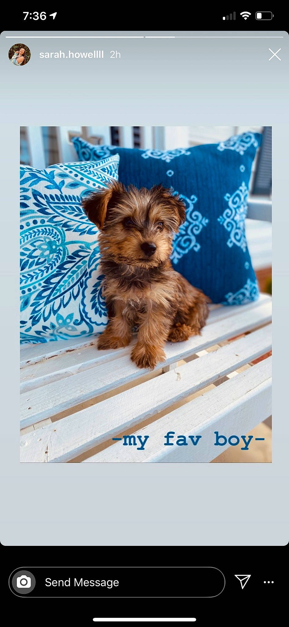 Nash is registered to the contest to win money with this photo: australian_terrier, cairn_terrier, canidae, carnivore, companion_dog, dog, dog_breed, liver, mammal, morkie, norfolk_terrier, norwich_terrier, puppy, rare_breed_dog, small_terrier, terrier, toy_dog, vertebrate, yorkipoo, yorkshire_terrier