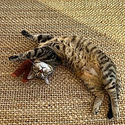 Rocket a rejoint le concours — aidez-le/la à gagner de superbes lots ! animal, beige, brown, cat, cozy, feline, fur, green_eyes, indoor, laying_down, paws, pet, playful, plush_toy, relaxed, stretching, tabby_cat, texture, whiskers, woven_rug