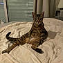 Rocket a rejoint le concours — aidez-le/la à gagner de superbes lots ! animal, bed, blanket, cat, cozy, curious, curtains, ears, feline, home, indoor, lamp, pet, relaxed, sitting, striped, tabby, tail, whiskers, window