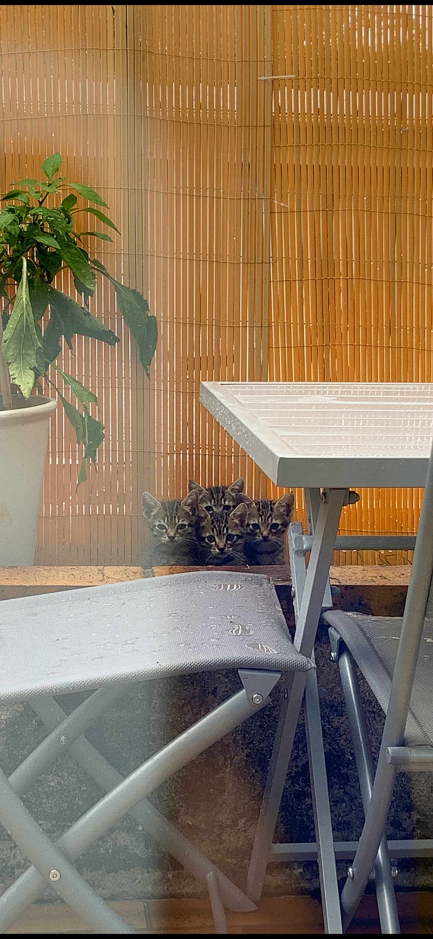 Rocket participe au concours pour gagner de l'argent avec cette photo : animal, cat, chair, curious, cute, domestic, furniture, group, kitten, multi_cat, outdoor, patio, peeking, pets, plant, potted_plant, resting, tabby, table, young