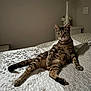Rocket a rejoint le concours — aidez-le/la à gagner de superbes lots ! animal, bed, bedroom, cat, curious, decor, ear, floral_pattern, furniture, indoor, lamp, nightstand, paw, pet, quilt, relaxed, striped, tabby_cat, tail, whiskers