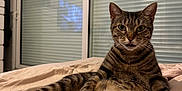 Rocket participe au concours pour gagner de l'argent avec cette photo : animal, bed, blanket, cat, cozy, cute, domestic, ears, feline, fur, home, indoor, pet, pink, relaxed, resting, striped, tabby, whiskers, window