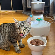 Uby participe au concours pour gagner de l'argent avec cette photo : cat, tabby_cat, pet, animal, feline, striped_fur, green_eyes, tongue_out, sitting, food_bowl, wet_food, water_fountain, cat_tree, indoor, home, wooden_floor, pet_supplies, portrait, cute, funny