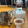 cat, tabby_cat, pet, animal, feline, striped_fur, green_eyes, tongue_out, sitting, food_bowl, wet_food, water_fountain, cat_tree, indoor, home, wooden_floor, pet_supplies, portrait, cute, funny