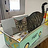 cat, tabby_cat, pet, animal, feline, box, cardboard, curious, eyes, whiskers, tail, striped_fur, standing, indoors, kitchen, countertop, household, packaging, portrait, playful