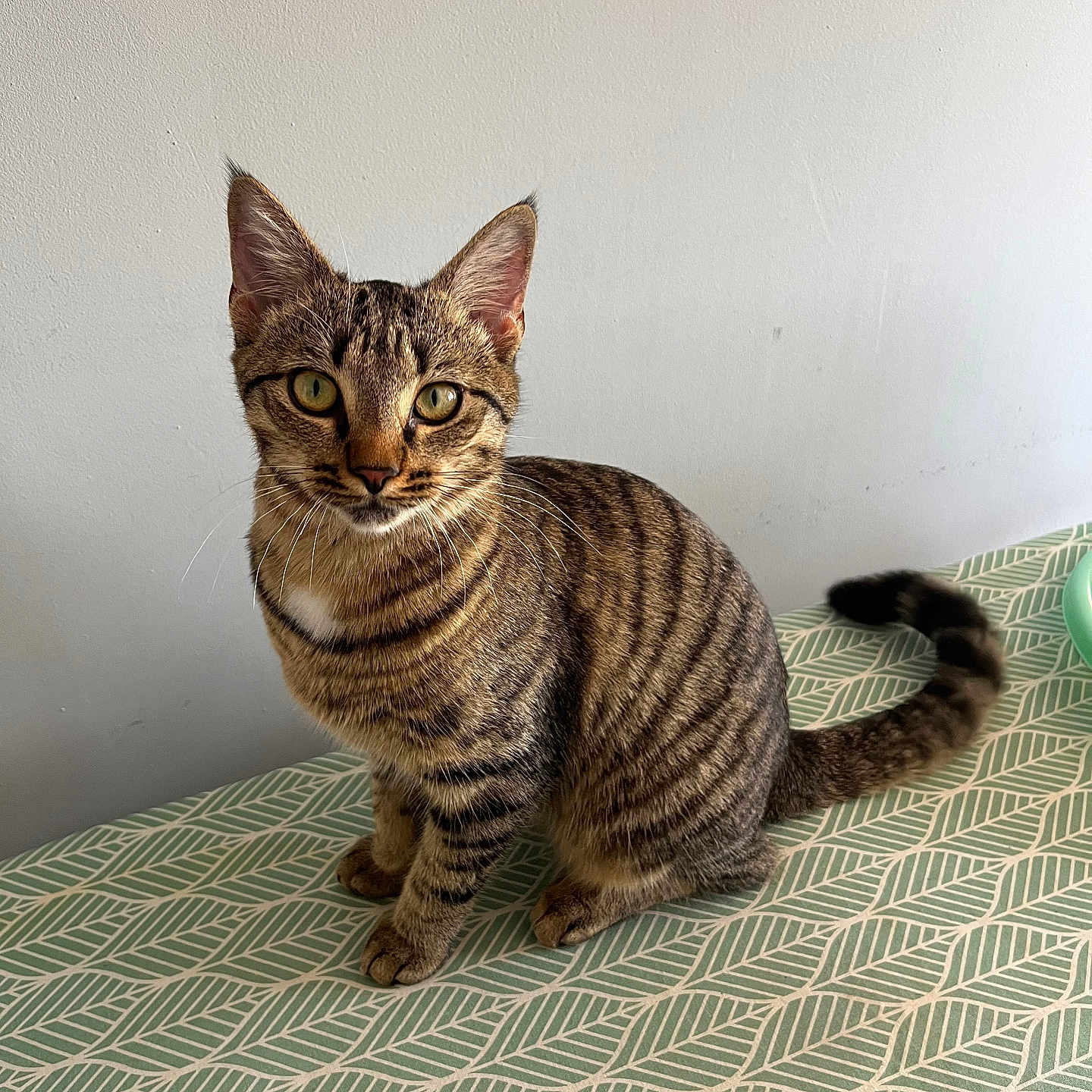 Uby participe au concours pour gagner de l'argent avec cette photo : cat, tabby, feline, pet, animal, sitting, portrait, striped_fur, green_eyes, whiskers, ears, tail, bed, bedspread, patterned_fabric, indoors, bedroom, wall, close_up, alert