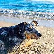 Imotep participe au concours pour gagner de l'argent avec cette photo : dog, beach, sand, ocean, waves, water, sunlight, outdoor, animal, pet, canine, sea, nature, sky, relaxing, summer, coast, shore, fur, daytime