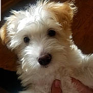 Rusty joined the competition — help win amazing prizes! puppy, dog, pet, fluffy, white, tan, fur, cute, animal, indoor, hand, closeup, portrait, young, adorable, eyes, nose, mammal, companion, friendly