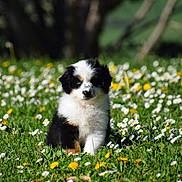 Billie a rejoint le concours — aidez-le/la à gagner de superbes lots ! adorable, animal, cute, daisy, dog, field, flowers, fluffy, fur, grass, greenery, nature, outdoor, pet, puppy, small_dog, spring, sunlight, yellow_flower, young