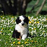 adorable, animal, cute, daisy, dog, field, flowers, fluffy, fur, grass, greenery, nature, outdoor, pet, puppy, small_dog, spring, sunlight, yellow_flower, young