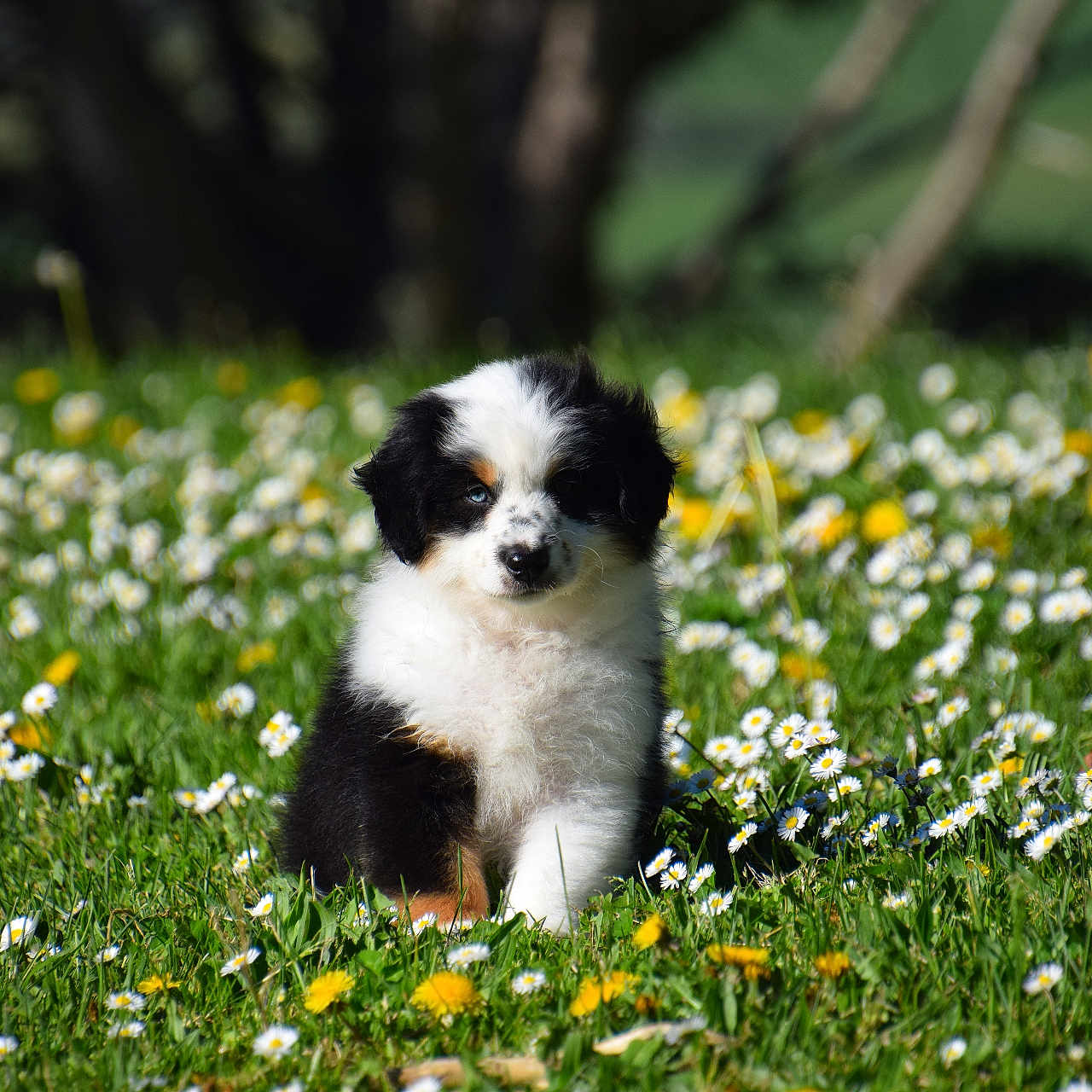 Billie a rejoint le concours — aidez-le/la à gagner de superbes lots ! adorable, animal, cute, daisy, dog, field, flowers, fluffy, fur, grass, greenery, nature, outdoor, pet, puppy, small_dog, spring, sunlight, yellow_flower, young