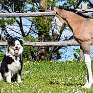 Mya a rejoint le concours — aidez-le/la à gagner de superbes lots ! dog, foal, horse, grass, flowers, fence, outdoor, sunny, nature, animal, pet, greenery, daylight, field, young_animal, canine, equine, tongue_out, black_and_white, curious