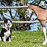 dog, foal, horse, grass, flowers, fence, outdoor, sunny, nature, animal, pet, greenery, daylight, field, young_animal, canine, equine, tongue_out, black_and_white, curious