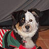 Mya a rejoint le concours — aidez-le/la à gagner de superbes lots ! dog, puppy, tricolor, sweater, striped_sweater, indoor, floor, tile_floor, pet, cute, fur, collar, bowtie_collar, lying_down, looking_at_camera, ears, nose, eyes, black_fur, white_fur