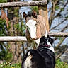 Mya participe au concours pour gagner de l'argent avec cette photo : dog, foal, animal, grass, fence, outdoor, nature, friendship, pasture, sunlight, greenery, young_animal, mammal, barnyard, curious, pet, farm, canine, equine, daytime