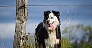 Mya a rejoint le concours — aidez-le/la à gagner de superbes lots ! dog, outdoor, grass, wildflowers, fence, wooden_post, tongue_out, happy, nature, sky, animal, pet, field, summer, canine, ears, fur, black_and_white, brown, portrait