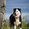 dog, outdoor, grass, wildflowers, fence, wooden_post, tongue_out, happy, nature, sky, animal, pet, field, summer, canine, ears, fur, black_and_white, brown, portrait