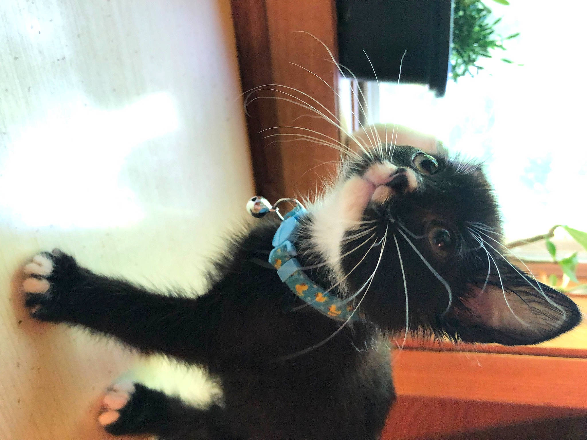 Kuroo joined the competition — help win amazing prizes! carnivore, cat, claw, comfort, domestic_short_haired_cat, ear, electric_blue, eye, felidae, foot, fur, gesture, human_leg, paw, small_to_medium_sized_cats, snout, tail, toe, whiskers, window