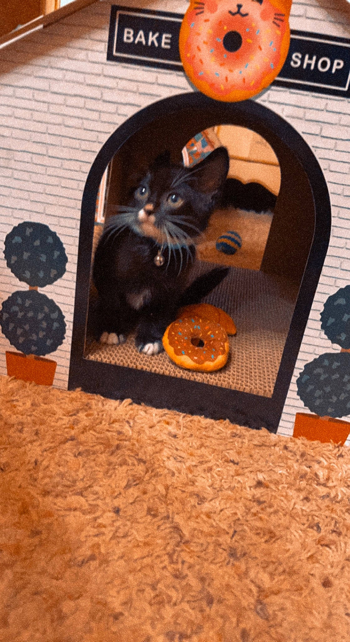 Kuroo is registered to the contest to win money with this photo: brown, calabaza, carnivore, cat, cat_supply, cucurbita, felidae, gourd, natural_foods, orange, pet_supply, porch, pumpkin, small_to_medium_sized_cats, tail, vegetable, vertebrate, whiskers, winter_squash, wood