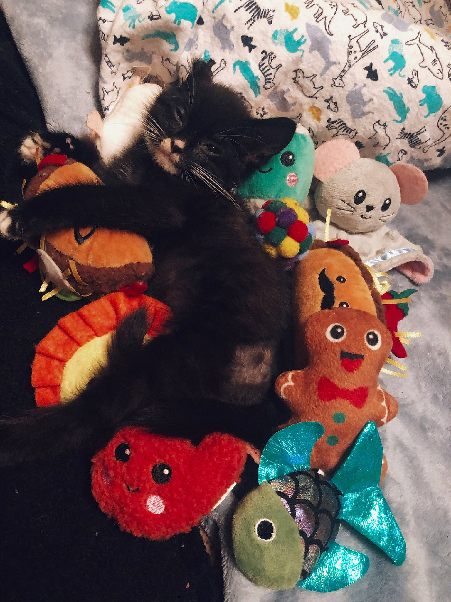 Kuroo is registered to the contest to win money with this photo: art, baby_toys, carmine, cat, fashion_accessory, felidae, fur, linens, mammal, pattern, plush, pumpkin, stuffed_toy, tail, teddy_bear, textile, toy, visual_arts, wood, wool