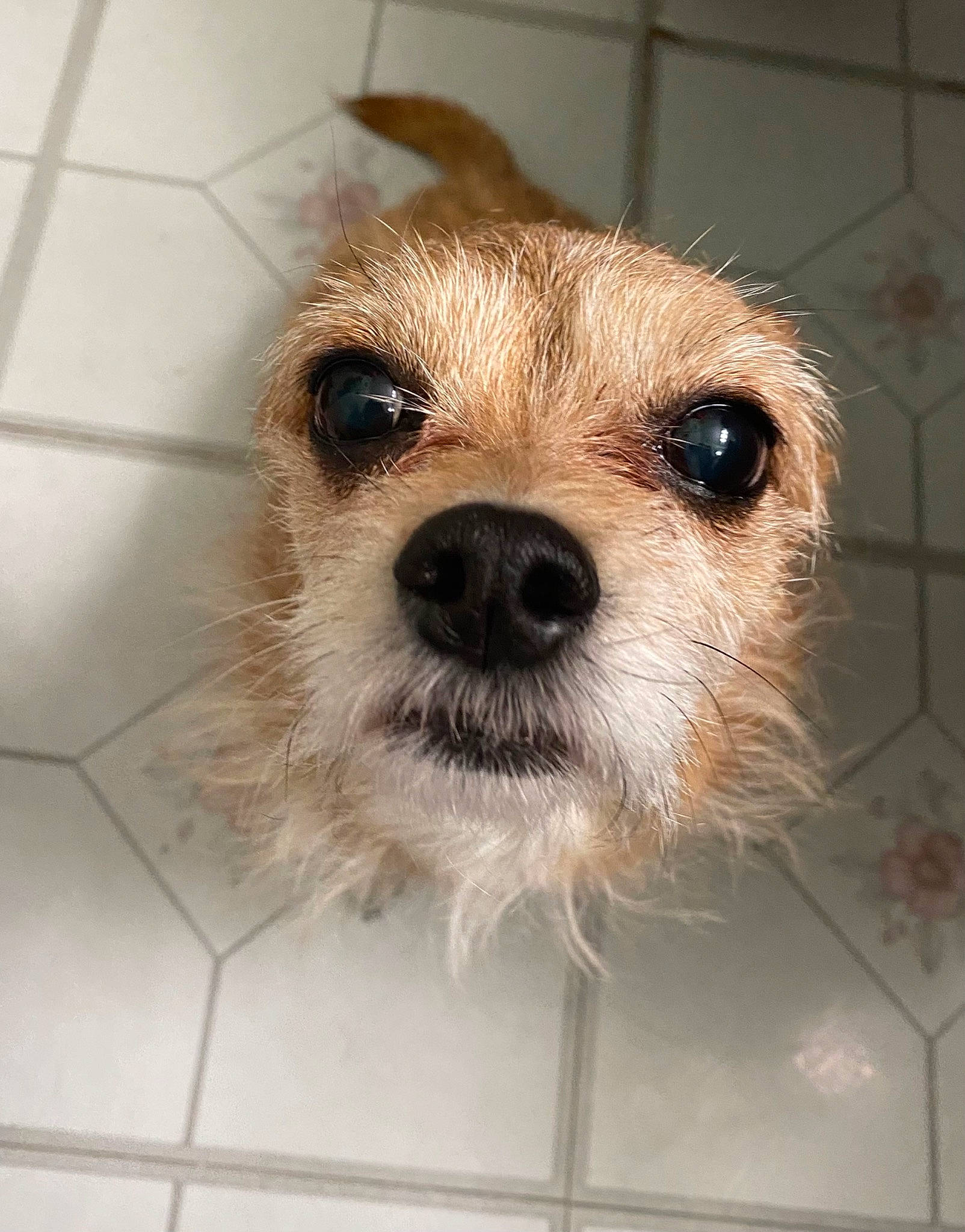 Maggy Mae is registered to the contest to win money with this photo: canidae, carnivore, collar, companion_dog, dog, dog_breed, flooring, fur, maltepoo, puppy, small_terrier, snout, sporting_group, terrestrial_animal, terrier, tile_flooring, toy_dog, whiskers, working_animal, working_terrier