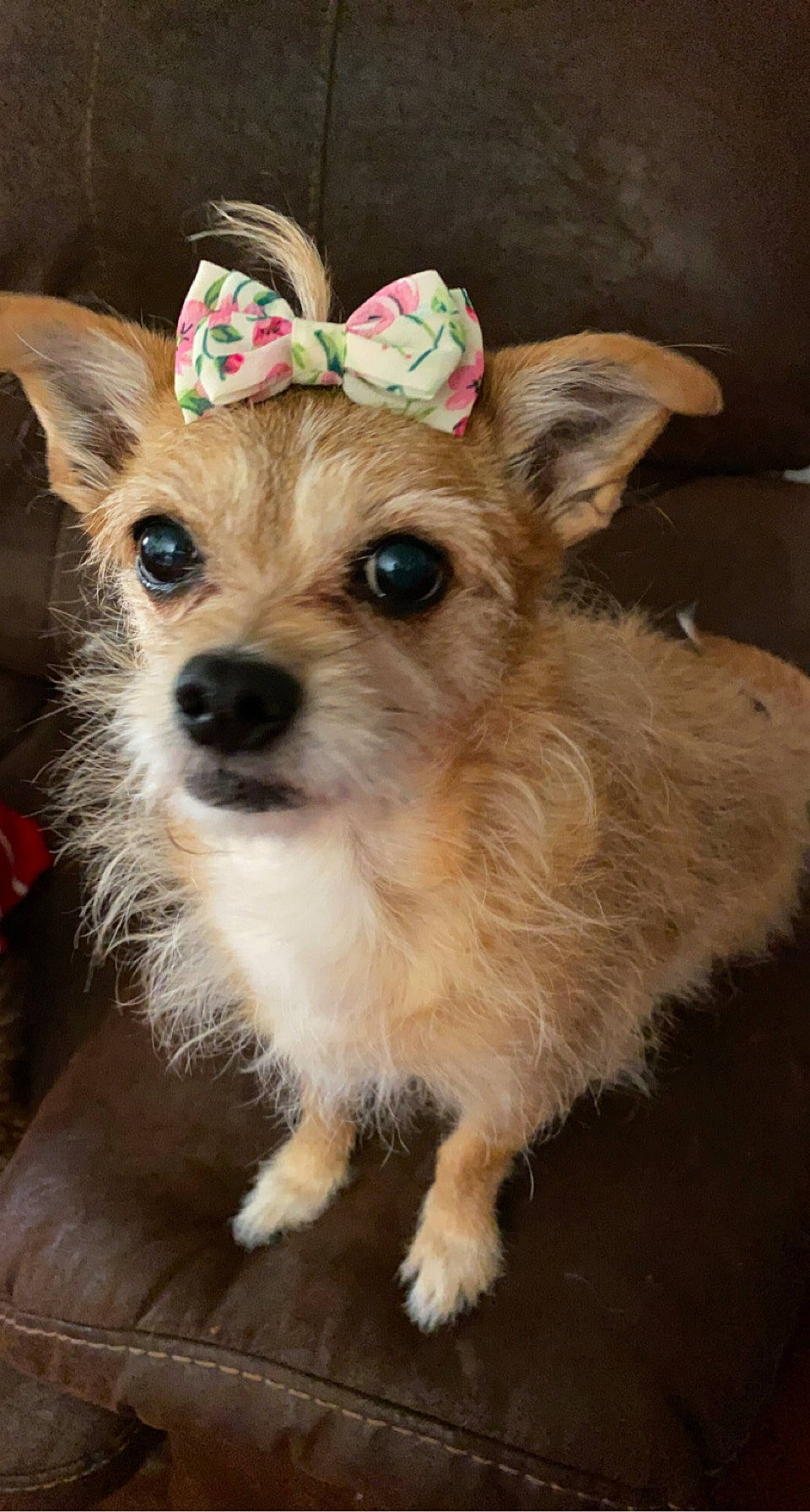 Maggy Mae is registered to the contest to win money with this photo: canidae, carnivore, companion_dog, costume_hat, dog, dog_breed, dog_clothes, dog_supply, event, fashion_accessory, fawn, fictional_character, fur, holiday, party_hat, snout, sporting_group, toy_dog, whiskers, working_animal