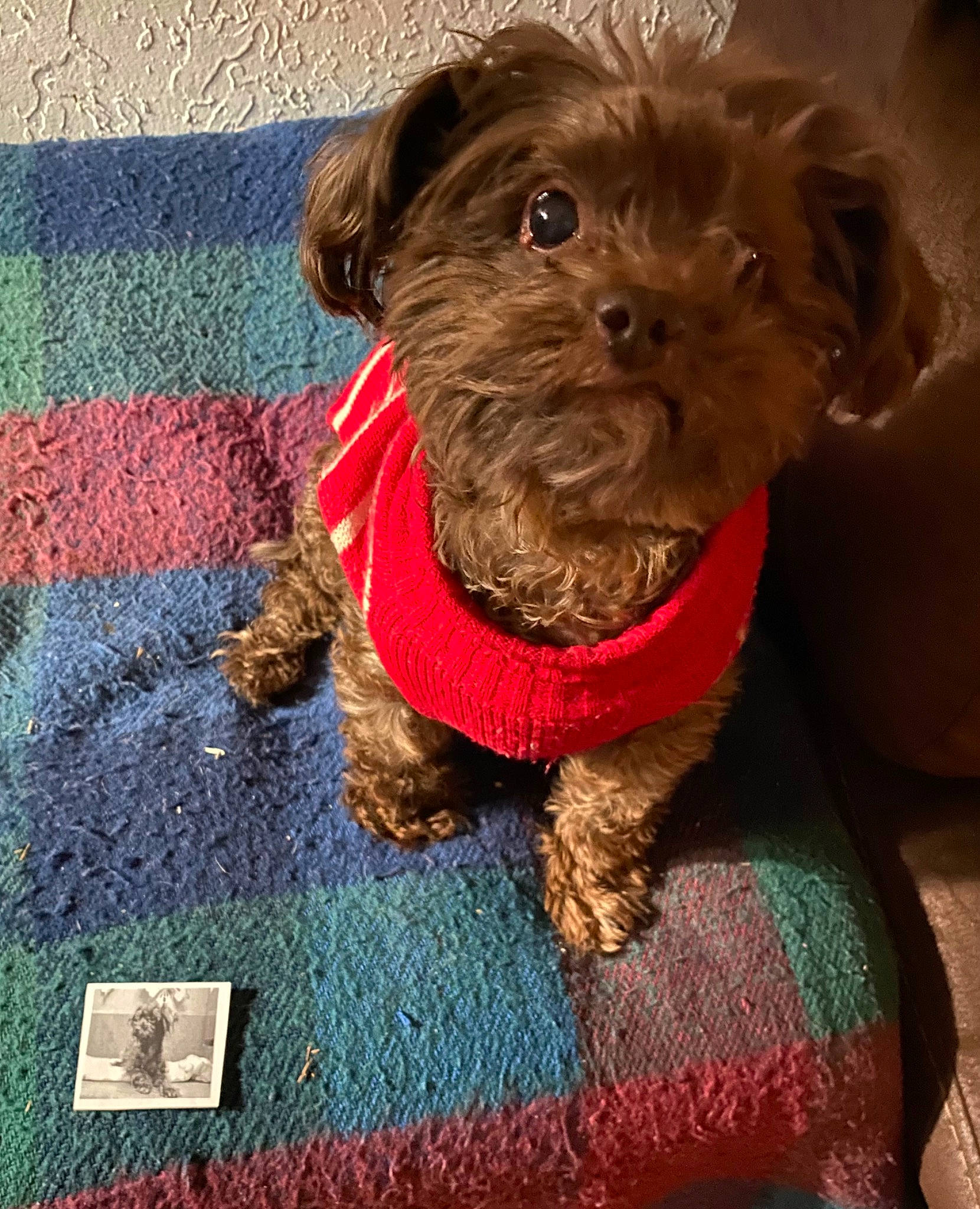 Lulu Belle joined the competition — help win amazing prizes! canidae, carnivore, collar, companion_dog, dog, dog_breed, dog_collar, dog_supply, fawn, firefighter, fur, liver, pet_supply, small_terrier, snout, sporting_group, terrier, toy, toy_dog, working_animal