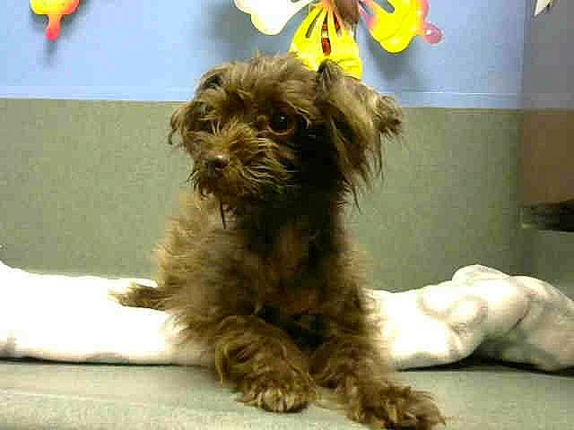 Lulu Belle joined the competition — help win amazing prizes! biewer_terrier, carnivore, companion_dog, dog, dog_breed, dog_supply, fur, griffon_bruxellois, liver, paw, poodle_crossbreed, puppy_love, small_terrier, snout, terrestrial_animal, terrier, toy_dog, water_dog, working_animal, yorkipoo