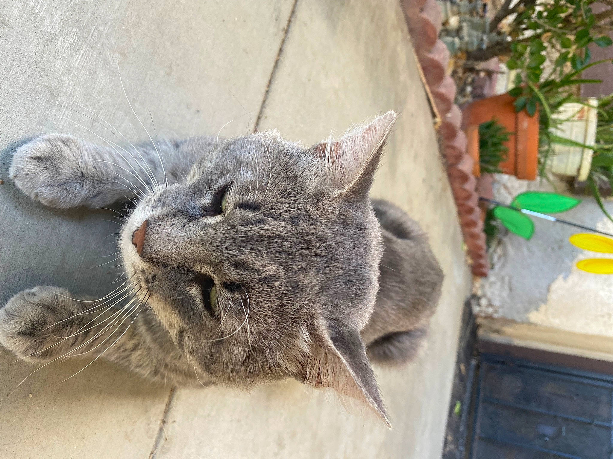 Kuromi joined the competition — help win amazing prizes! carnivore, cat, claw, domestic_short_haired_cat, felidae, flowerpot, fur, grey, houseplant, paw, plant, small_to_medium_sized_cats, snout, terrestrial_animal, whiskers, wildlife, window