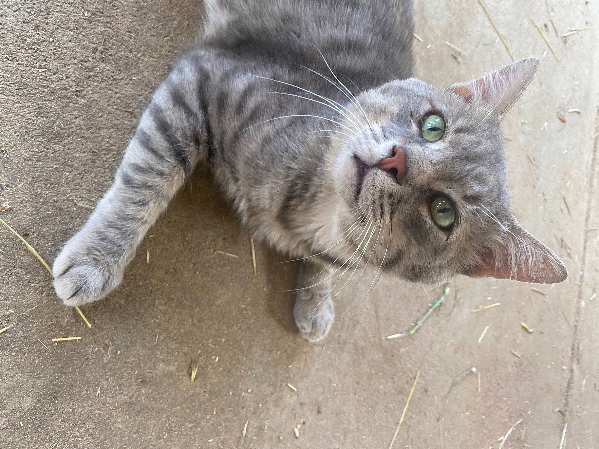 Kuromi is registered to the contest to win money with this photo: carnivore, cat, claw, domestic_short_haired_cat, felidae, fur, grey, paw, russian_blue, small_to_medium_sized_cats, snout, tail, terrestrial_animal, whiskers