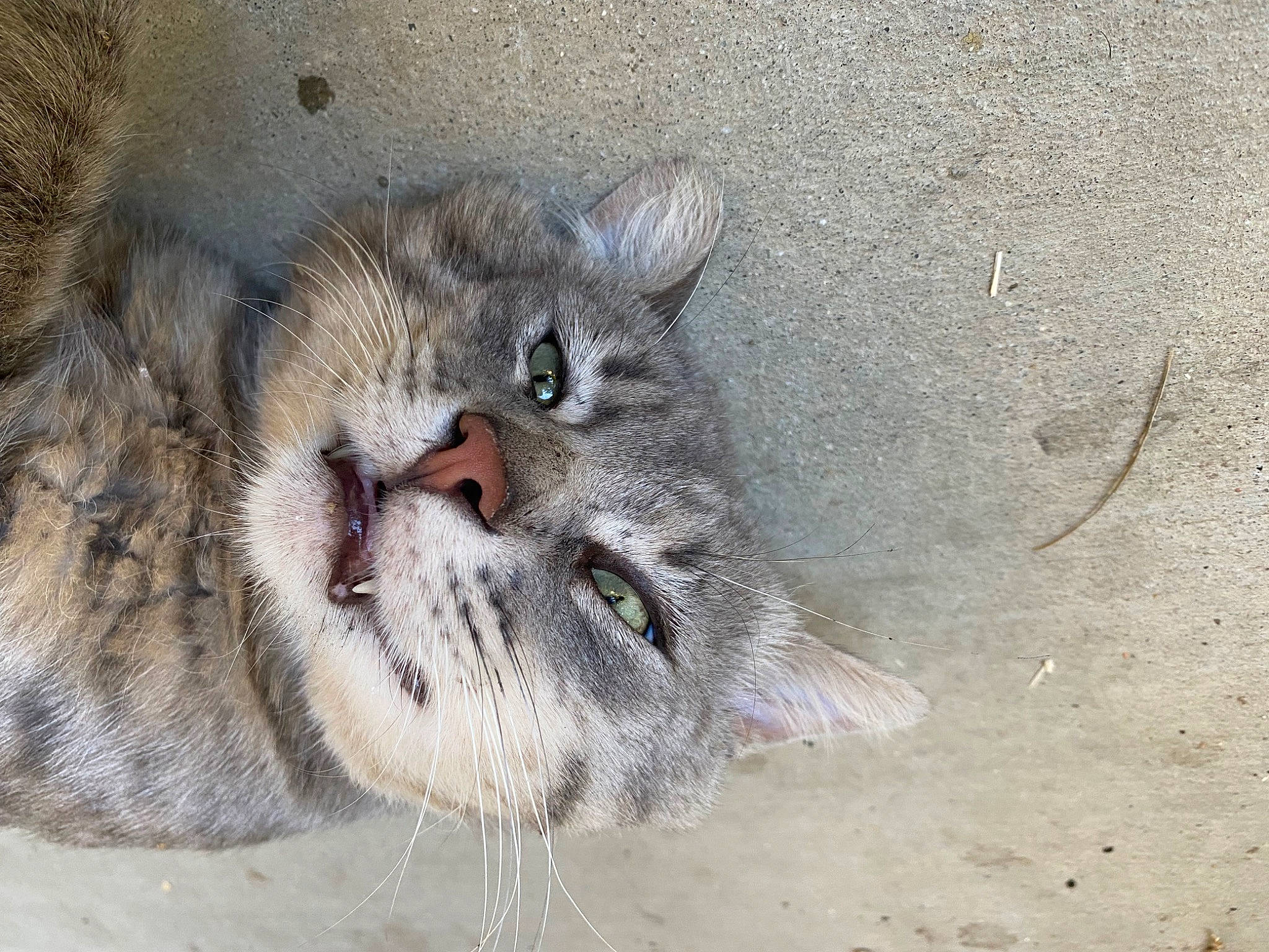 Kuromi is registered to the contest to win money with this photo: big_cats, carnivore, cat, claw, domestic_short_haired_cat, felidae, fur, grey, paw, sand, small_to_medium_sized_cats, snout, snow_leopard, soil, terrestrial_animal, whiskers, wildlife