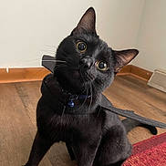 Jack joined the competition — help win amazing prizes! bell, black_cat, cape, cat, collar, costume, curious, cute, domestic_animal, ears, feline, floor, indoor, pet, red_rug, tail, wall, whiskers, wide_eyes, wooden_floor