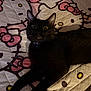 Jack is registered to the contest to win money with this photo: animal, bed, black_cat, cat, collar, cozy, cute, domestic_animal, ears, eyes, feline, fur, hello_kitty, indoor, lying_down, pattern, pet, quilt, resting, whiskers