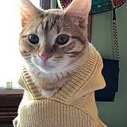 Paxel is registered to the contest to win money with this photo: animal, cat, cozy, curious, cute, decor, ears, face, feline, ginger_cat, indoors, knitted_clothing, pet, portrait, soft_light, sweater, tabby, warm, whiskers, window