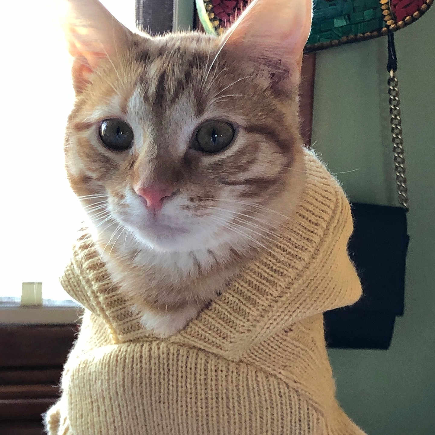 Paxel is registered to the contest to win money with this photo: animal, cat, cozy, curious, cute, decor, ears, face, feline, ginger_cat, indoors, knitted_clothing, pet, portrait, soft_light, sweater, tabby, warm, whiskers, window