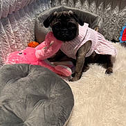 Lucy is registered to the contest to win money with this photo: pug, puppy, dog, pink_dress, stuffed_toy, flamingo, cushion, plush_toy, fluffy_rug, pet_bed, indoor, cozy, cute, small_dog, furniture, animal, portrait, sitting, soft_texture, adorable