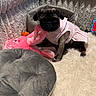 pug, puppy, dog, pink_dress, stuffed_toy, flamingo, cushion, plush_toy, fluffy_rug, pet_bed, indoor, cozy, cute, small_dog, furniture, animal, portrait, sitting, soft_texture, adorable