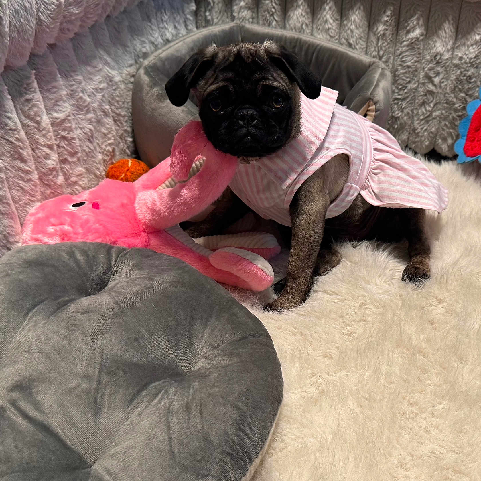 Lucy is registered to the contest to win money with this photo: pug, puppy, dog, pink_dress, stuffed_toy, flamingo, cushion, plush_toy, fluffy_rug, pet_bed, indoor, cozy, cute, small_dog, furniture, animal, portrait, sitting, soft_texture, adorable
