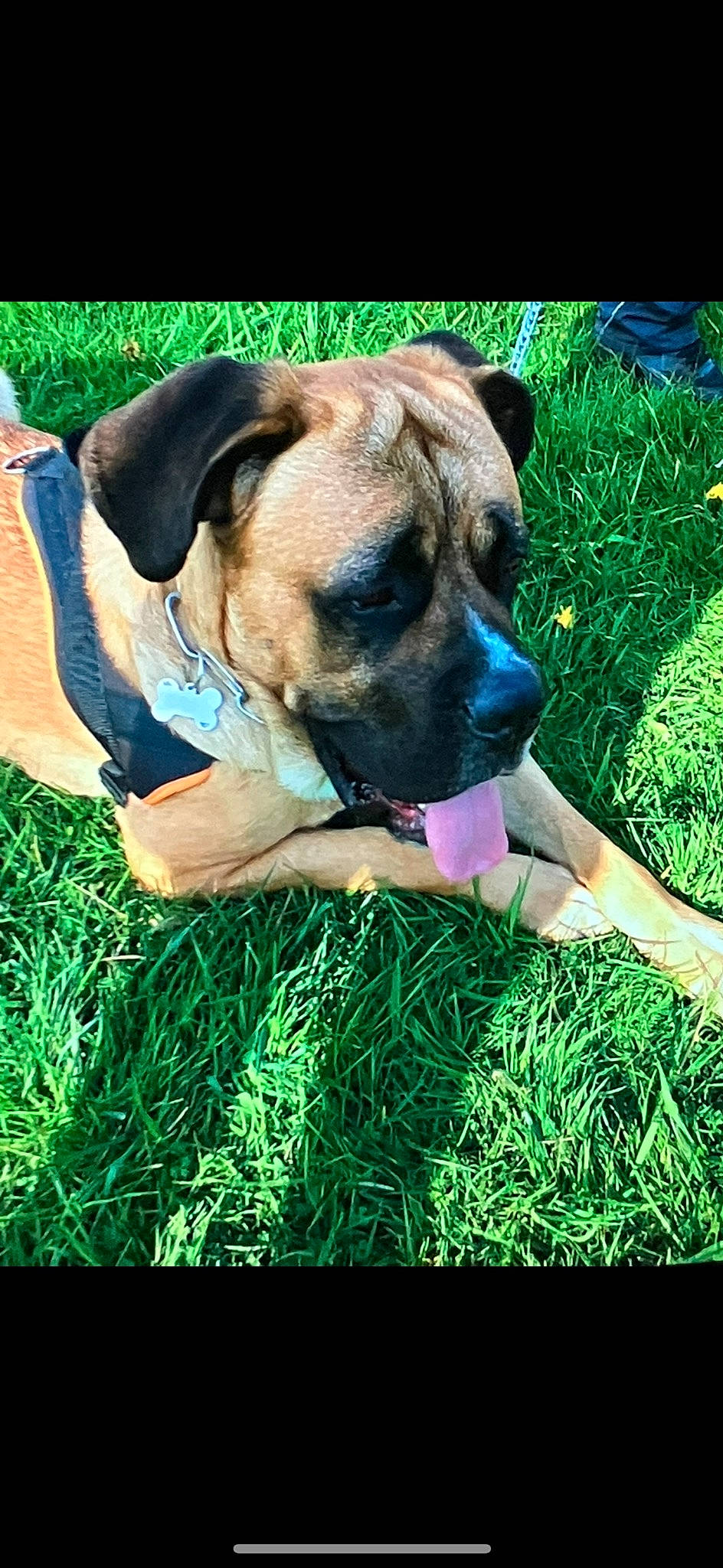 Spot a rejoint le concours — aidez-le/la à gagner de superbes lots ! ancient_dog_breeds, carnivore, companion_dog, dog, dog_breed, dog_supply, fawn, grass, groundcover, guard_dog, molosser, non_sporting_group, plant, sporting_group, whiskers, working_animal, working_dog, wrinkle