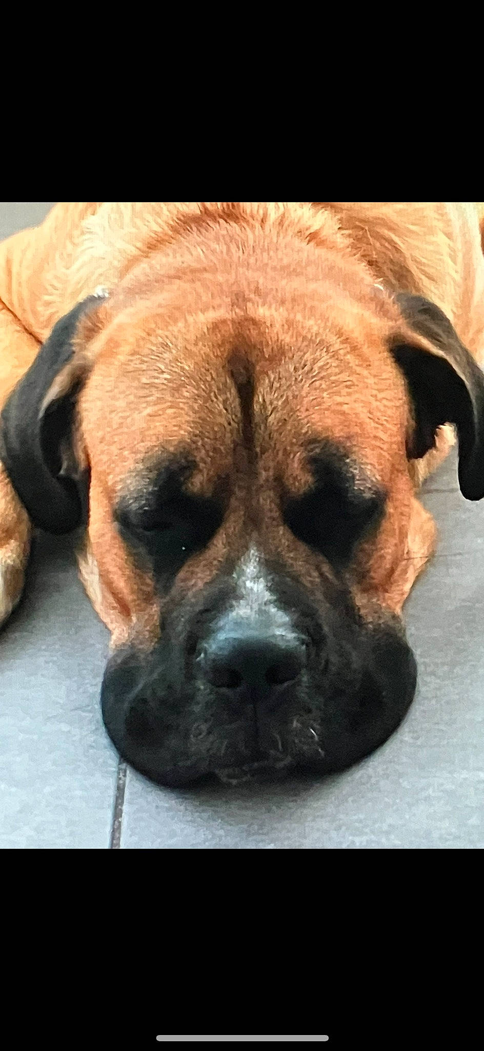 Spot participe au concours pour gagner de l'argent avec cette photo : ancient_dog_breeds, bored, canidae, carnivore, companion_dog, dog, dog_breed, fawn, fur, giant_dog_breed, guard_dog, molosser, plant, puppy, snout, sporting_group, terrestrial_animal, whiskers, working_dog, wrinkle