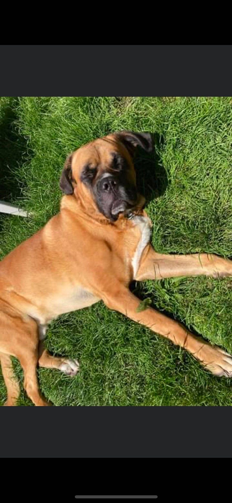 Spot a rejoint le concours — aidez-le/la à gagner de superbes lots ! ancient_dog_breeds, biting, bored, boxer, canidae, carnivore, companion_dog, dog, dog_breed, fawn, grass, molosser, non_sporting_group, plant, snout, sporting_group, tree, working_animal, working_dog, wrinkle