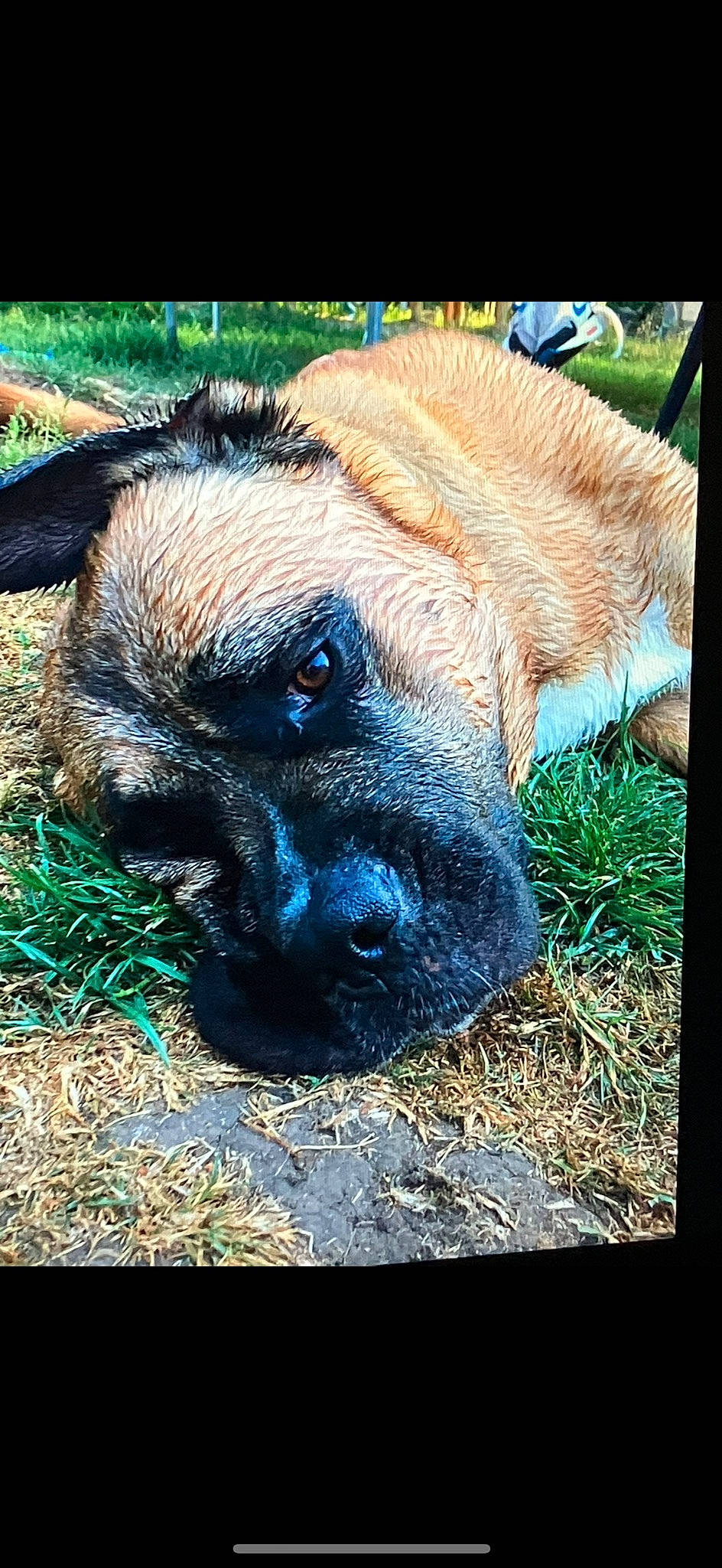 Spot a rejoint le concours — aidez-le/la à gagner de superbes lots ! art, canidae, carnivore, companion_dog, dog, dog_breed, electric_blue, fawn, fur, grass, plant, puppy, rectangle, snout, sporting_group, terrestrial_animal, whiskers, working_animal, wrinkle