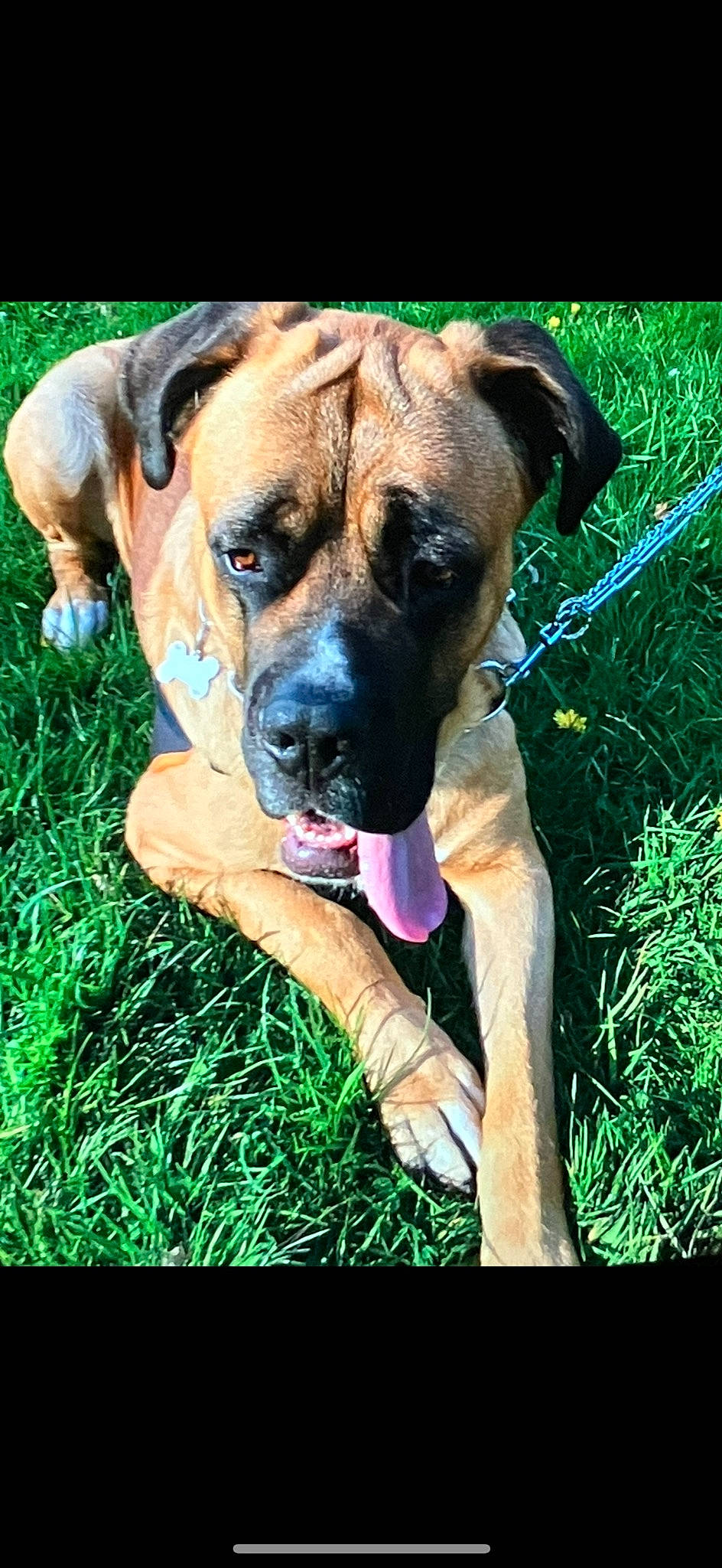 Spot a rejoint le concours — aidez-le/la à gagner de superbes lots ! ancient_dog_breeds, bored, canidae, carnivore, companion_dog, dog, dog_breed, dog_supply, fawn, grass, molosser, non_sporting_group, plant, snout, sporting_group, terrestrial_animal, whiskers, working_dog