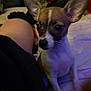 Princess joined the competition — help win amazing prizes! dog, small_dog, pet, ears, bed, person, leg, indoor, animal, close_up, brown, white, cute, companion, furniture, soft_lighting, resting, domestic, attention, cozy