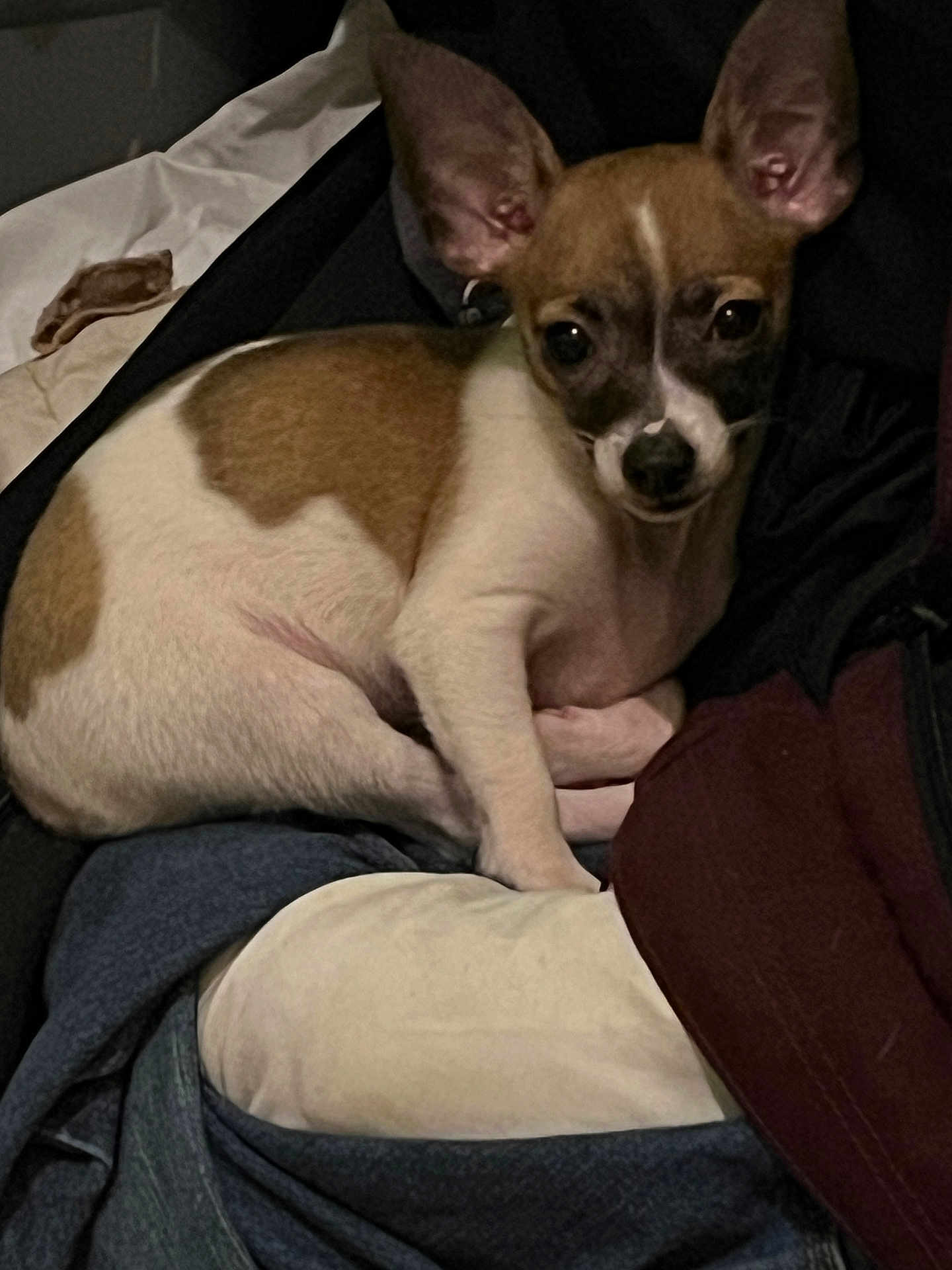 Princess is registered to the contest to win money with this photo: dog, puppy, small_dog, brown_and_white, ears, lying_down, blanket, clothes, indoor, pet, animal, cute, resting, cozy, fur, canine, companion, relaxed, soft_lighting, domestic