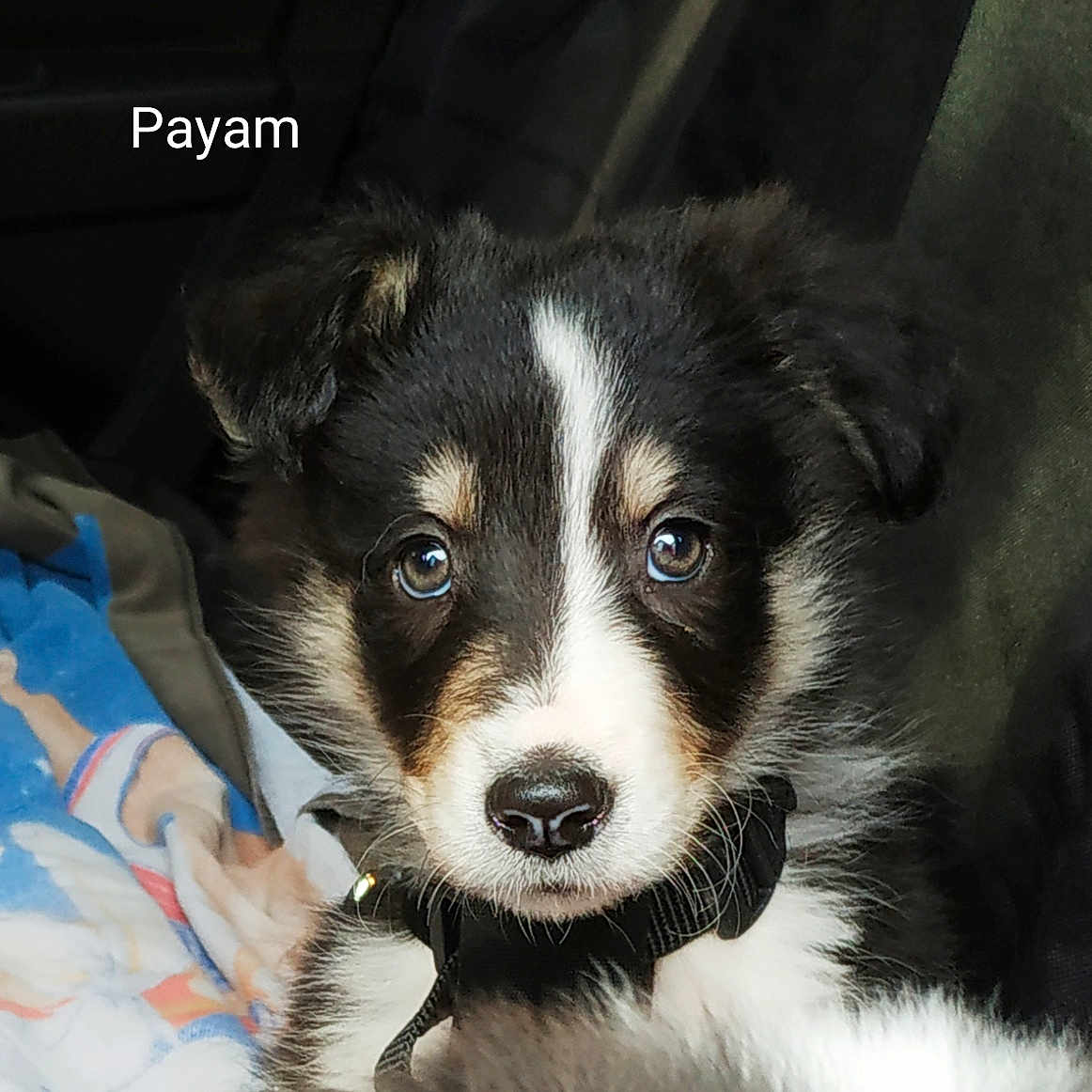 Payam