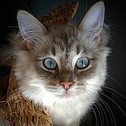 Pilou a rejoint le concours — aidez-le/la à gagner de superbes lots ! cat, close_up, blue_eyes, fluffy, whiskers, pink_nose, basket, fur, pet, animal, indoor, portrait, cute, feline, domestic_animal, soft_lighting, focused, curious, ears, face