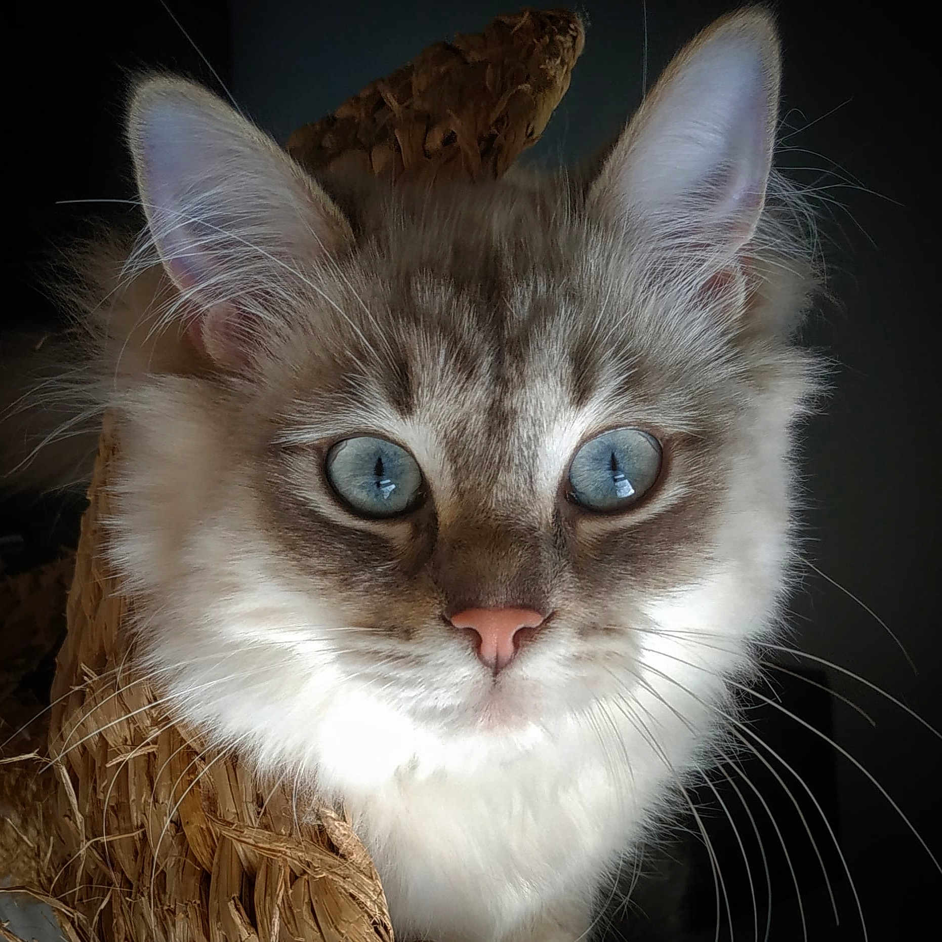 Pilou a rejoint le concours — aidez-le/la à gagner de superbes lots ! cat, close_up, blue_eyes, fluffy, whiskers, pink_nose, basket, fur, pet, animal, indoor, portrait, cute, feline, domestic_animal, soft_lighting, focused, curious, ears, face